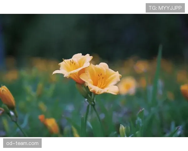 L组最具观赏性的比赛推荐